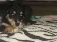 Bela