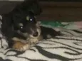 Bela