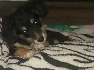 Cachorro ra a Pinter/ powdow  idade 2 a 6 meses nome Bela