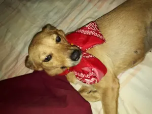 Cachorro raça vira lata idade 5 anos nome Cacau