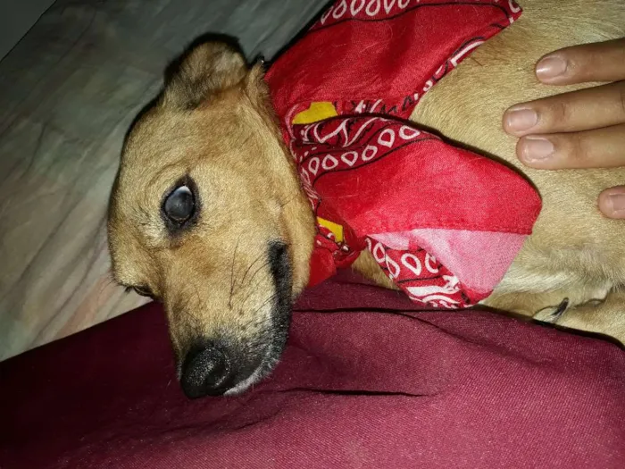Cachorro ra a vira lata idade 5 anos nome Cacau