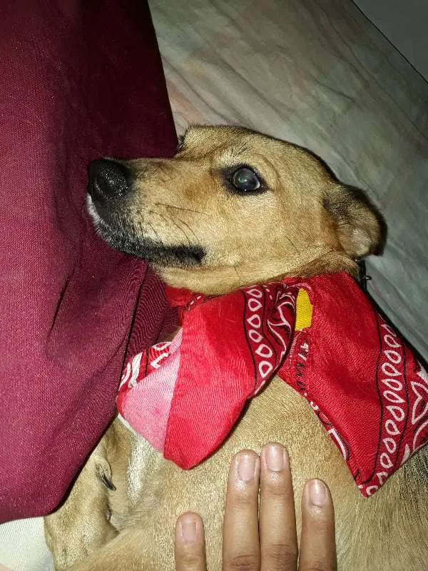 Cachorro ra a vira lata idade 5 anos nome Cacau