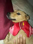 Cacau