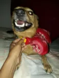 Cacau