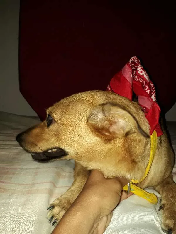 Cachorro ra a vira lata idade 5 anos nome Cacau
