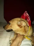 Cacau