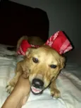 Cacau