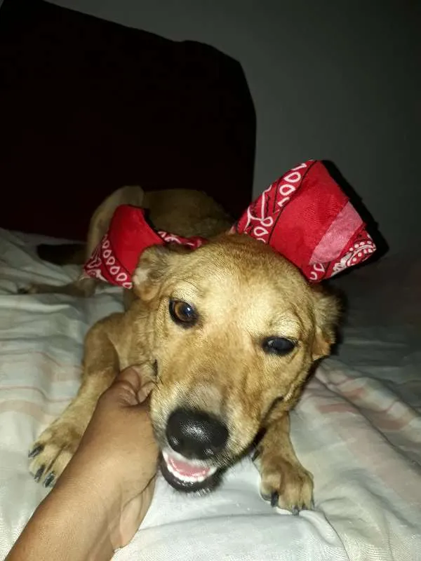Cachorro ra a vira lata idade 5 anos nome Cacau