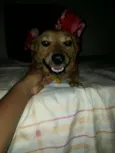 Cacau