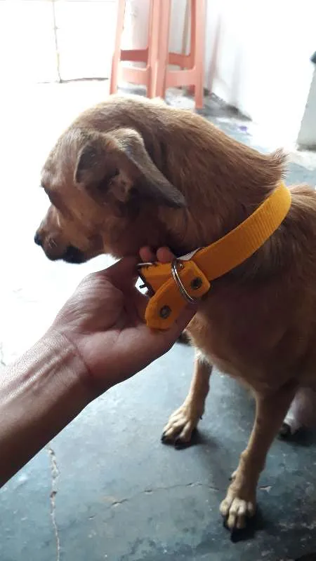 Cachorro ra a vira lata idade 5 anos nome Cacau
