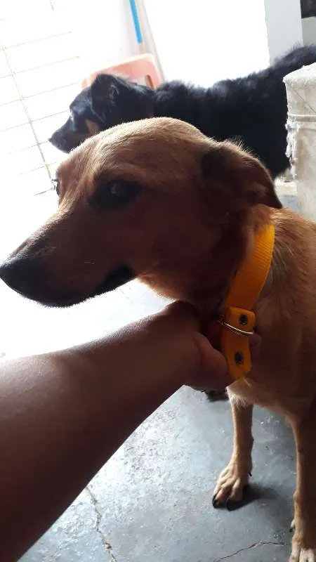 Cachorro ra a vira lata idade 5 anos nome Cacau