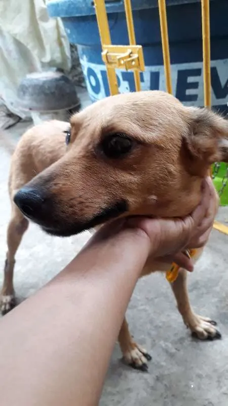 Cachorro ra a vira lata idade 5 anos nome Cacau