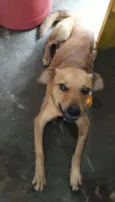 Cacau