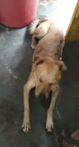 Cacau