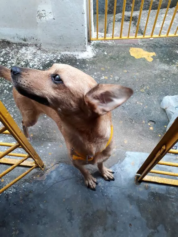 Cachorro ra a vira lata idade 5 anos nome Cacau