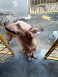 Cacau
