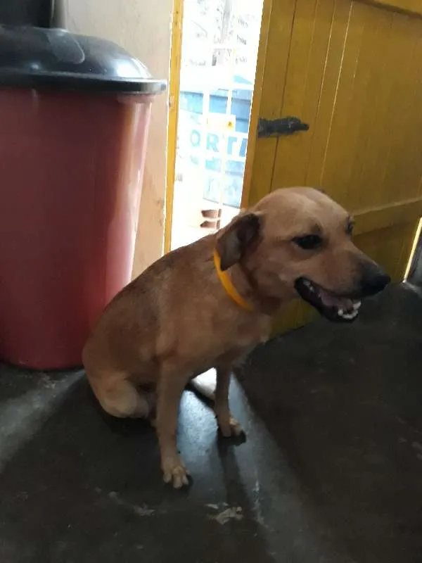 Cachorro ra a vira lata idade 5 anos nome Cacau