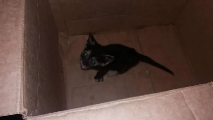 Gato ra a  idade 2 a 6 meses nome sem nome 