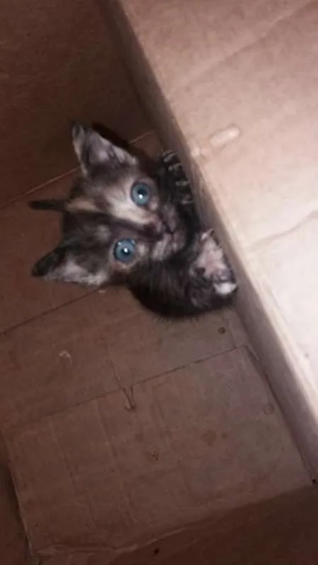 Gato ra a  idade 2 a 6 meses nome sem nome 
