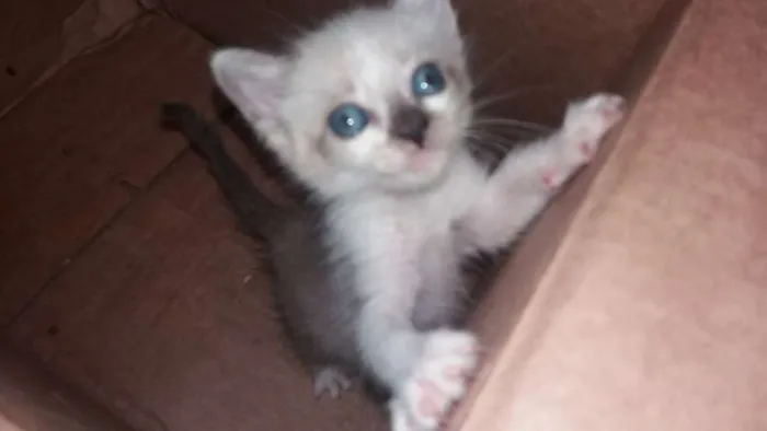 Gato ra a  idade 2 a 6 meses nome sem nome 