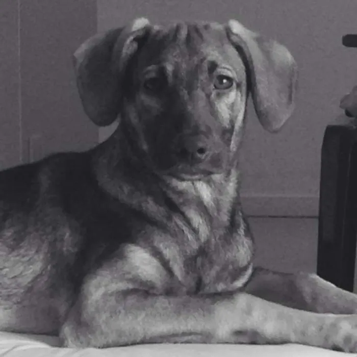 Cachorro raça SRD idade 7 a 11 meses nome NINO