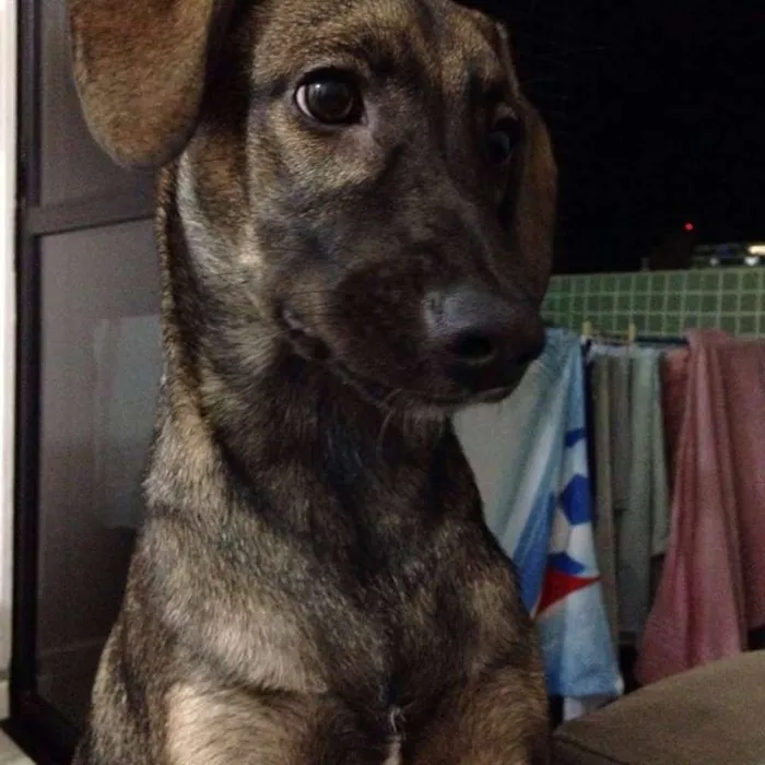 Cachorro raça SRD idade 7 a 11 meses nome NINO