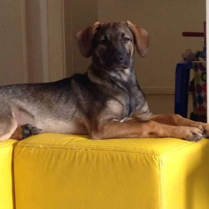 Cachorro raça SRD idade 7 a 11 meses nome NINO