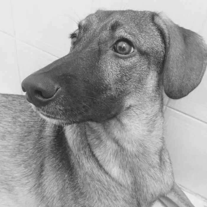 Cachorro raça SRD idade 7 a 11 meses nome NINO