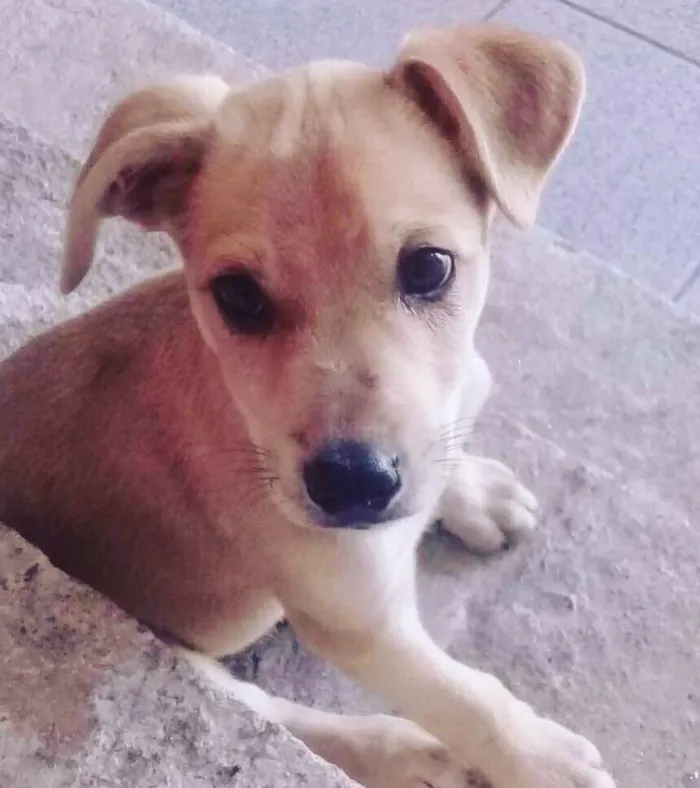 Cachorro ra a srd idade  nome MARLEY