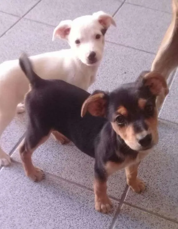 Cachorro ra a srd idade  nome Bandit (bco) e Vicky