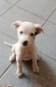Bandit