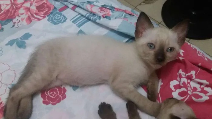 Gato ra a Ciamês misturado idade Abaixo de 2 meses nome Filhotes