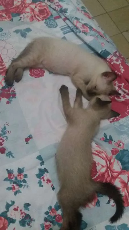 Gato ra a Ciamês misturado idade Abaixo de 2 meses nome Filhotes