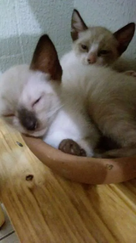 Gato ra a Ciamês misturado idade Abaixo de 2 meses nome Filhotes