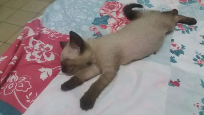 Gato ra a Ciamês misturado idade Abaixo de 2 meses nome Filhotes