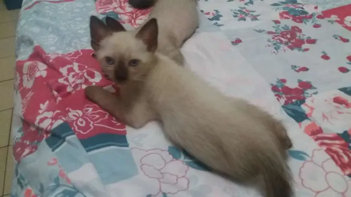 Gato ra a Ciamês misturado idade Abaixo de 2 meses nome Filhotes