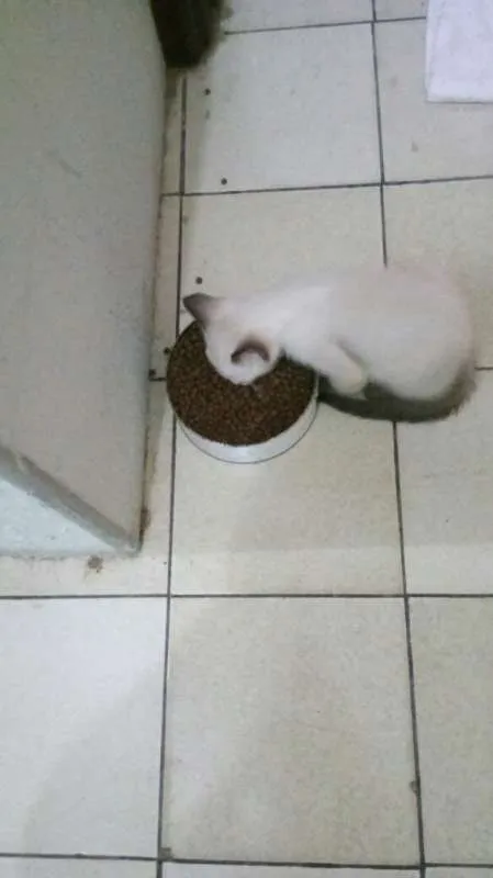 Gato ra a Ciamês misturado idade Abaixo de 2 meses nome Filhotes