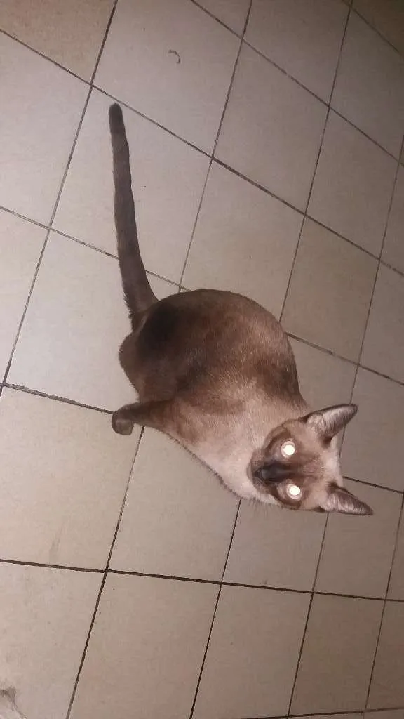 Gato ra a Ciamês misturado idade Abaixo de 2 meses nome Filhotes