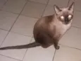 Filhotes