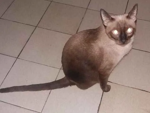 Gato ra a Ciamês misturado idade Abaixo de 2 meses nome Filhotes