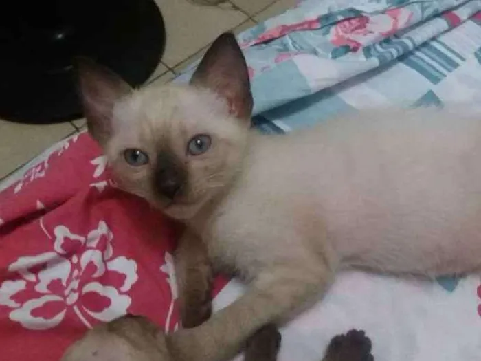 Gato ra a Ciamês misturado idade Abaixo de 2 meses nome Filhotes