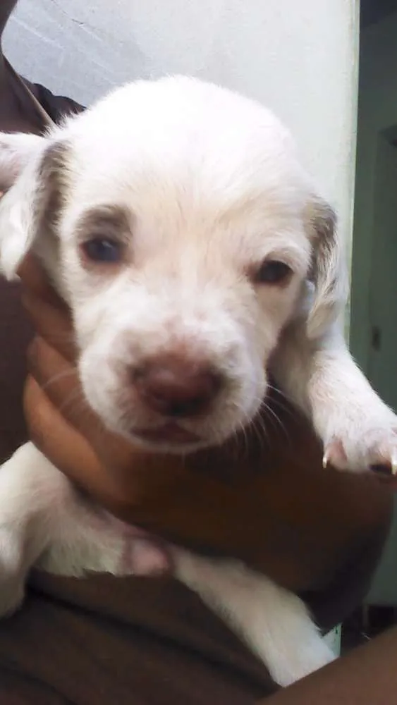 Cachorro ra a Não são de raça idade Abaixo de 2 meses nome Não tem nomes ainda
