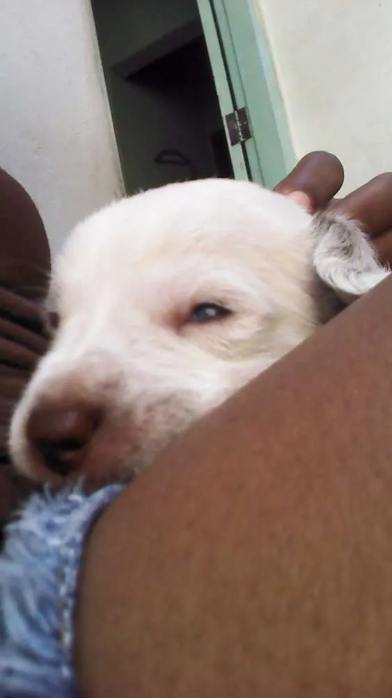 Cachorro ra a Não são de raça idade Abaixo de 2 meses nome Não tem nomes ainda