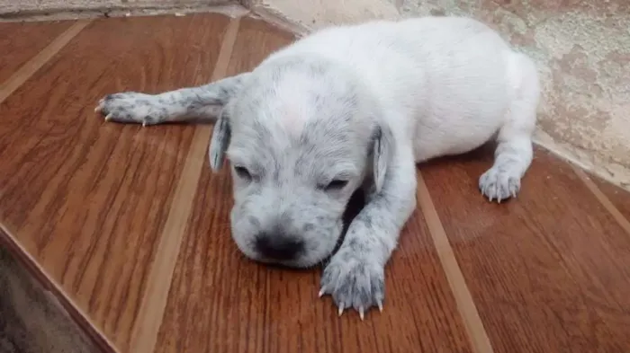 Cachorro ra a Não são de raça idade Abaixo de 2 meses nome Não tem nomes ainda