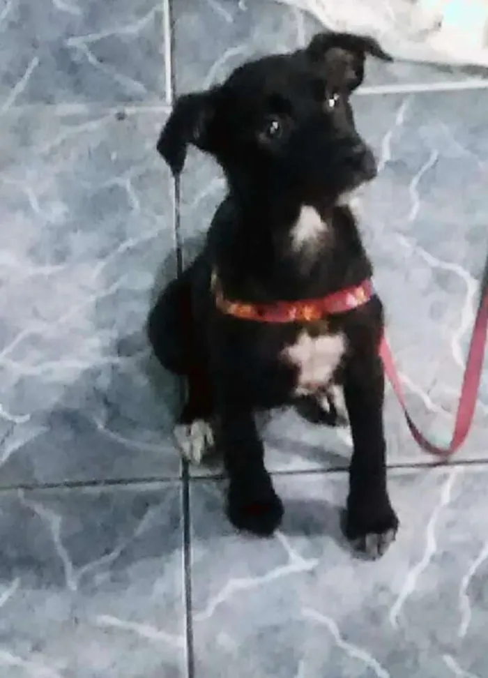Cachorro ra a Labrador com virá lata idade 2 a 6 meses nome Sofia