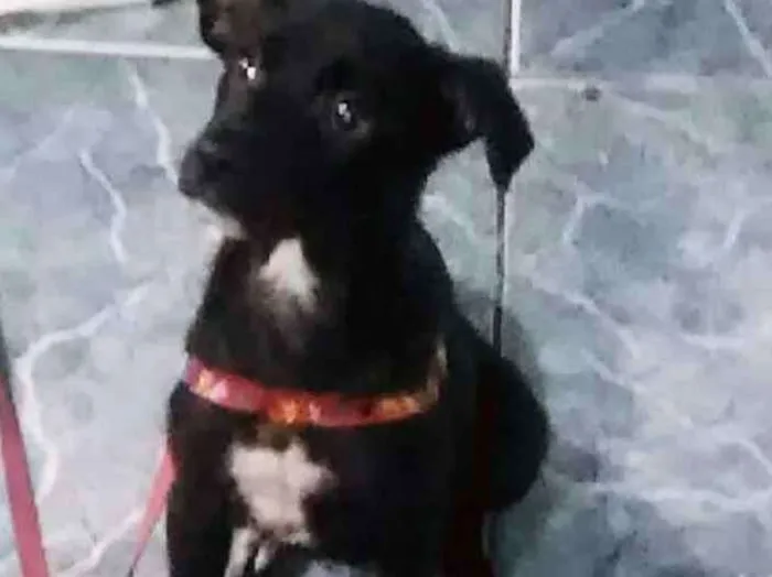 Cachorro ra a Labrador com virá lata idade 2 a 6 meses nome Sofia