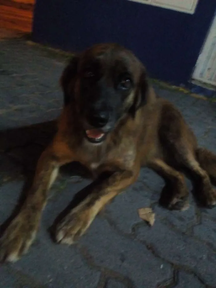 Cachorro ra a SRD idade 2 anos nome Maria