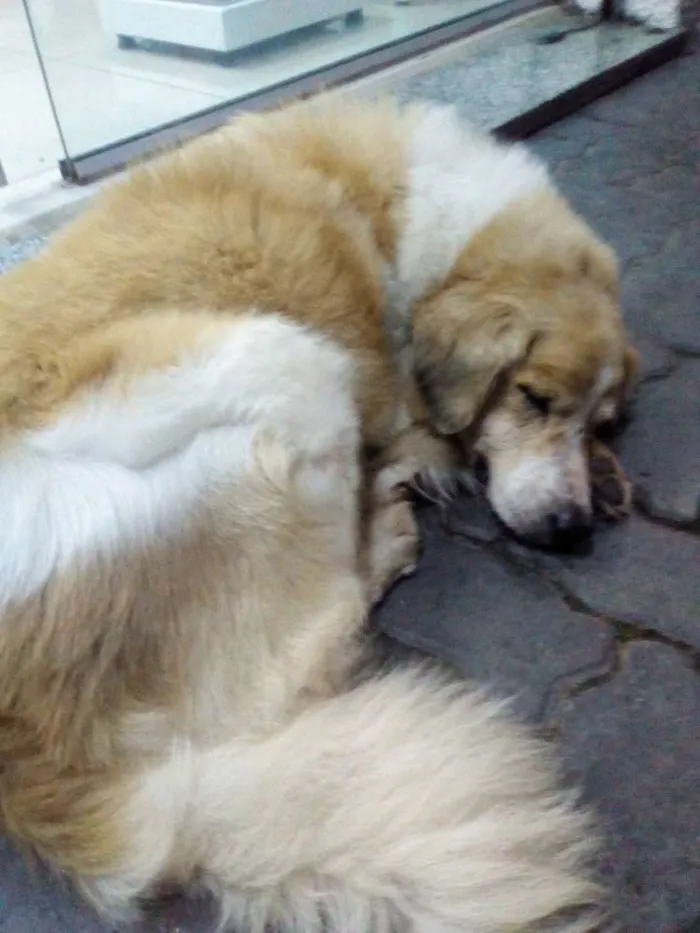 Cachorro ra a SRD idade 6 ou mais anos nome Spyke