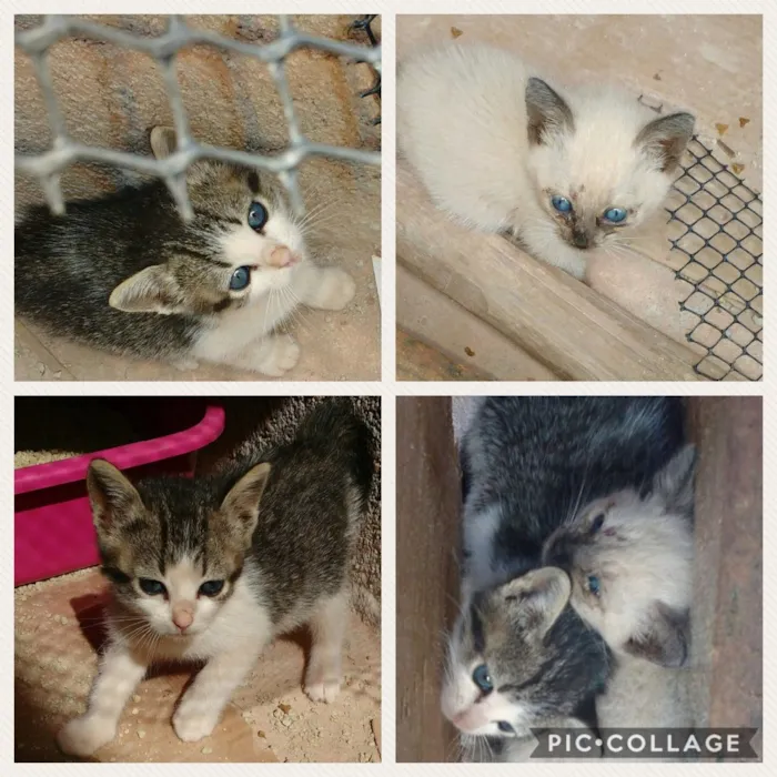 Gato ra a Mistura de Siamês  idade 2 a 6 meses nome Lindinhas 
