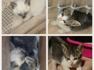 Gato raça Mistura de Siamês  idade 2 a 6 meses nome Lindinhas 